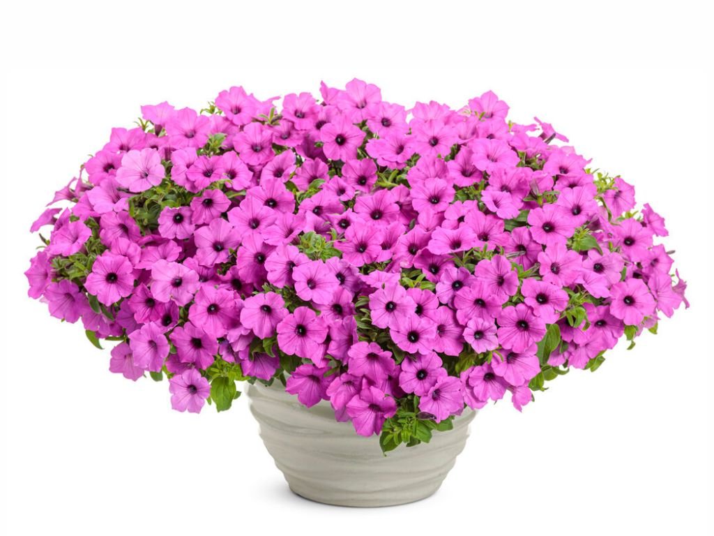 Supertunia Vista Jazzberry